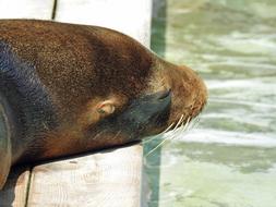 Sea Lion Water