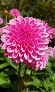 Dahlia Flower