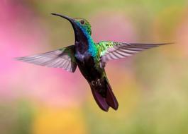 Bird Animal Nature