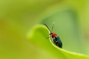 Insect Nature Beetle