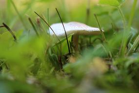 Mushroom Macro Nature