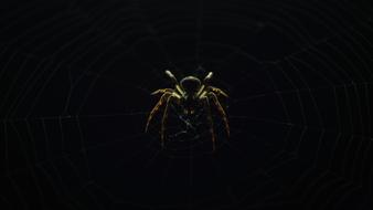 Spider Insect Nature