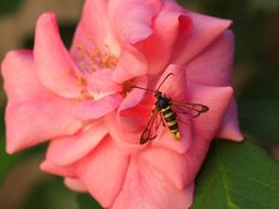 Insect Pink