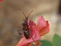 Insect Macro