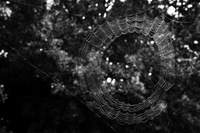 Spider Web Insect