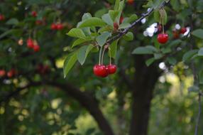 red berries in the trees.