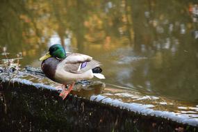 Nature Birds