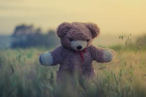 Teddy Bear Toy on field