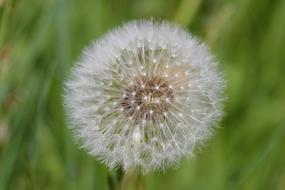 white dandelion in a green field