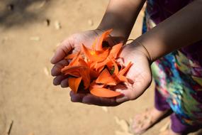 Woman, holding beautiful, orange flower petals, in sunlight