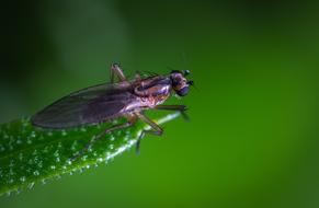 Insect Nature Fly