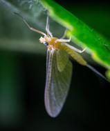 Insect Butterfly Wing