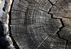 old Wood Bark Background