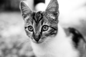 Black And White Cat Fluffy