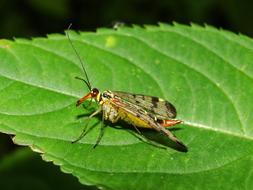 Insect Nature Animals Scorpionica