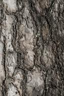 Close-up of the tree with colorful bark