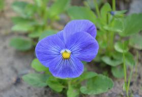 flower garden at home
