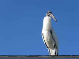 Wood Stork Bird Animal