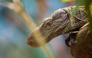 Lizard Animal Reptile