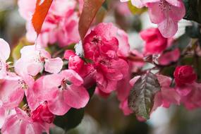 Flowers Nature Blossoms