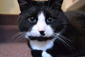 Cat Tuxedo Animal