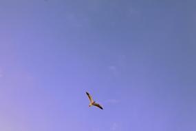 Animals Bird Flight