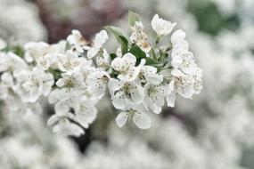 Flowers Nature Blossoms