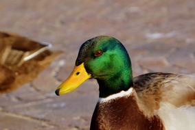 Duck Beak Animal