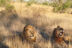 Animals Lion Pair