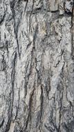 Close-up of the bark tree texture of different shades