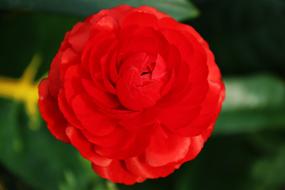 Flowers Nature Rose
