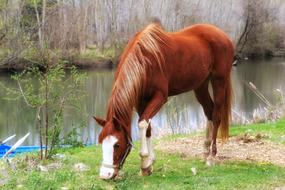 a horse by the river eats