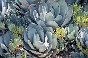 green garden plants flower species