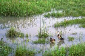 Animal Duck Grass