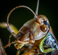 disgusting insect close up