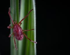 red spider in green foliage