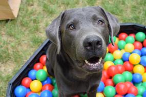 Dog and Ball pit