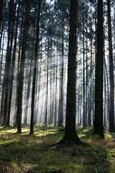 forest of tall trees