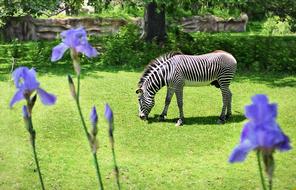 zebra in the green meadow outside the house