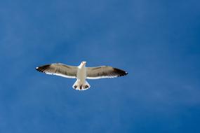 Seagull Sky