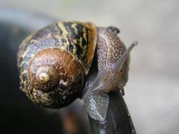 Snail Mollusk