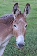 Donkey Barn Farm