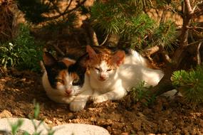 Young Cat Animals in garden