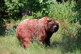 old bear in the woods