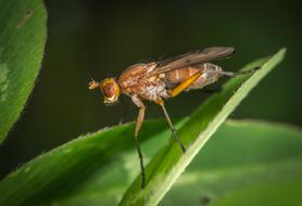 Insect Wing Fly