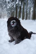 Schapendoes Dog Snow