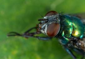 Insect Animals Living Nature