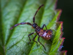 Natural Insect on leaf