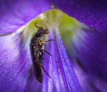 Insect in Natural Flower