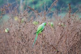 Parrot Green Bird